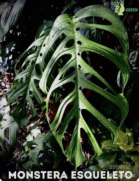 monstera 中文|龟背竹